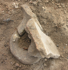 Secteur 7 : fragment de jarre à décor cordé et pépins de raisin carbonisés sur un sol du Bronze Récent (fouille 2008).
