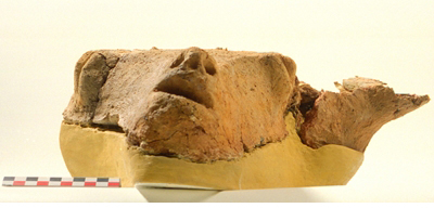 Bucranium coated with raw clay, Late Neolithic I (c. 4900 BC).