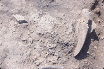 Τομέας V (ανασκαφή 1989): αξίνα από κέρατο ελαφιού και χάντρες όπως βρέθηκαν μέσα σε στρώμα κατοίκησης των αρχών της Νεότερης Νεολιθικής ΙΙ (περίπου 4600 π.Χ.).