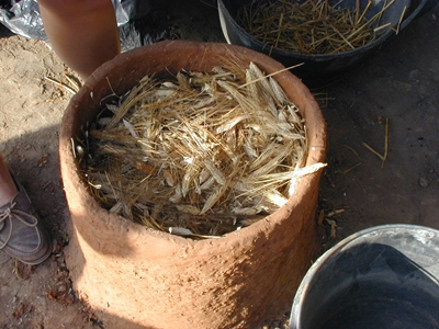 Stockage de blé fraîchement récolté (engrain cultivé sur le site) dans un silo expérimental, qui reproduit un des silos du Néolithique Récent I.