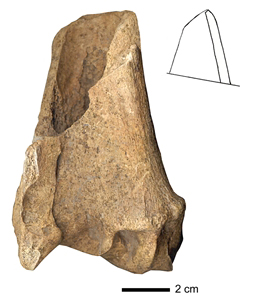 Fragment distal de radius de bœuf.