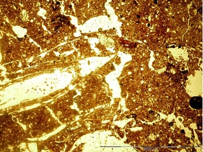 Thin section of a sample from an oven’s vault: white spots on the left are vegetal fibres; similar plants remains are fewer in the right part, thus suggesting incomplete kneading of the mixture.