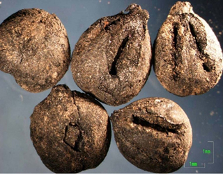 Pépins de raisin (vitis vinifera) découverts dans la maison 1 du secteur 6 ; fin du Néolithique Récent II (vers 4300 av. J.-C.).